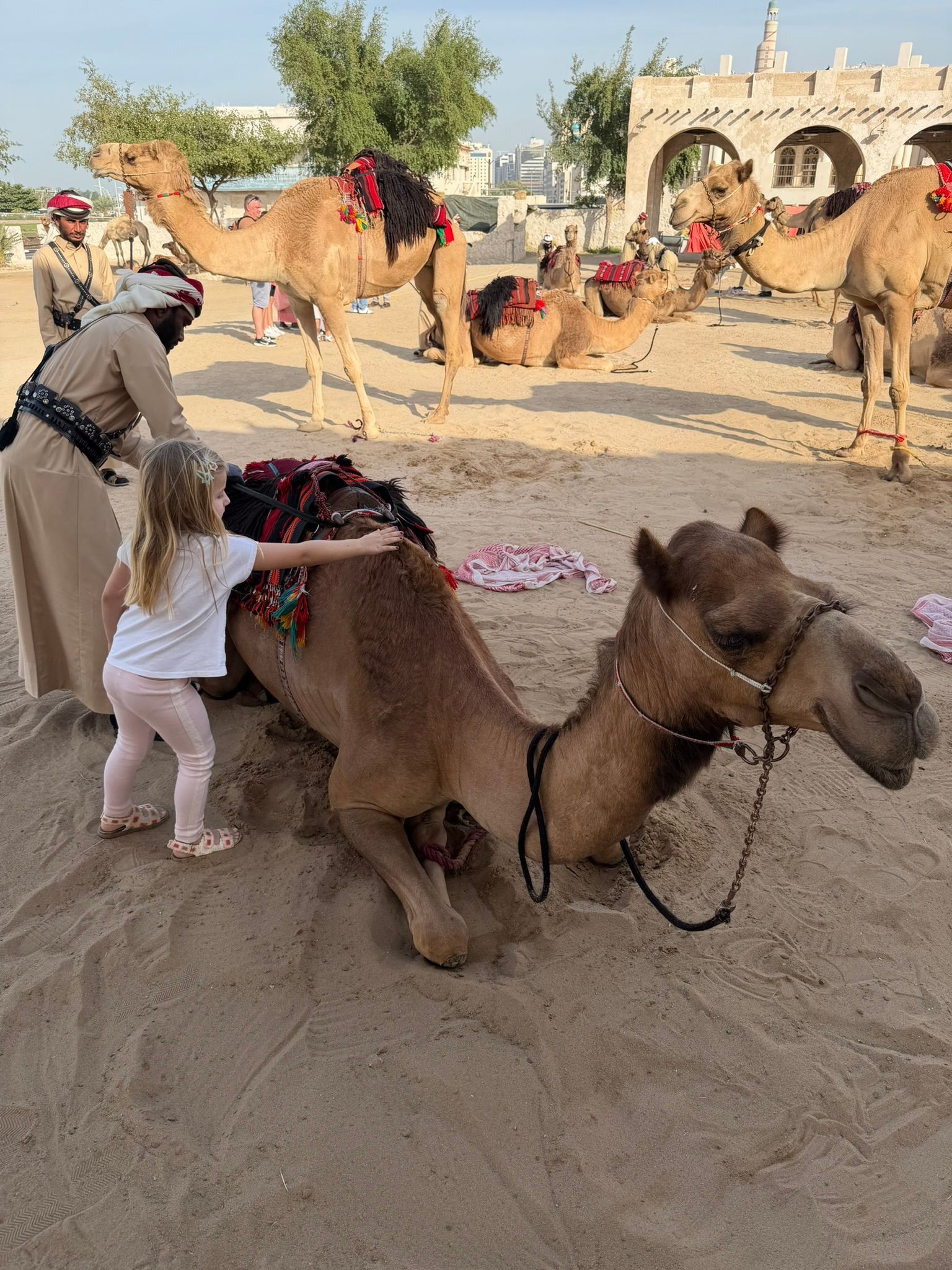Camel Pen Qatar